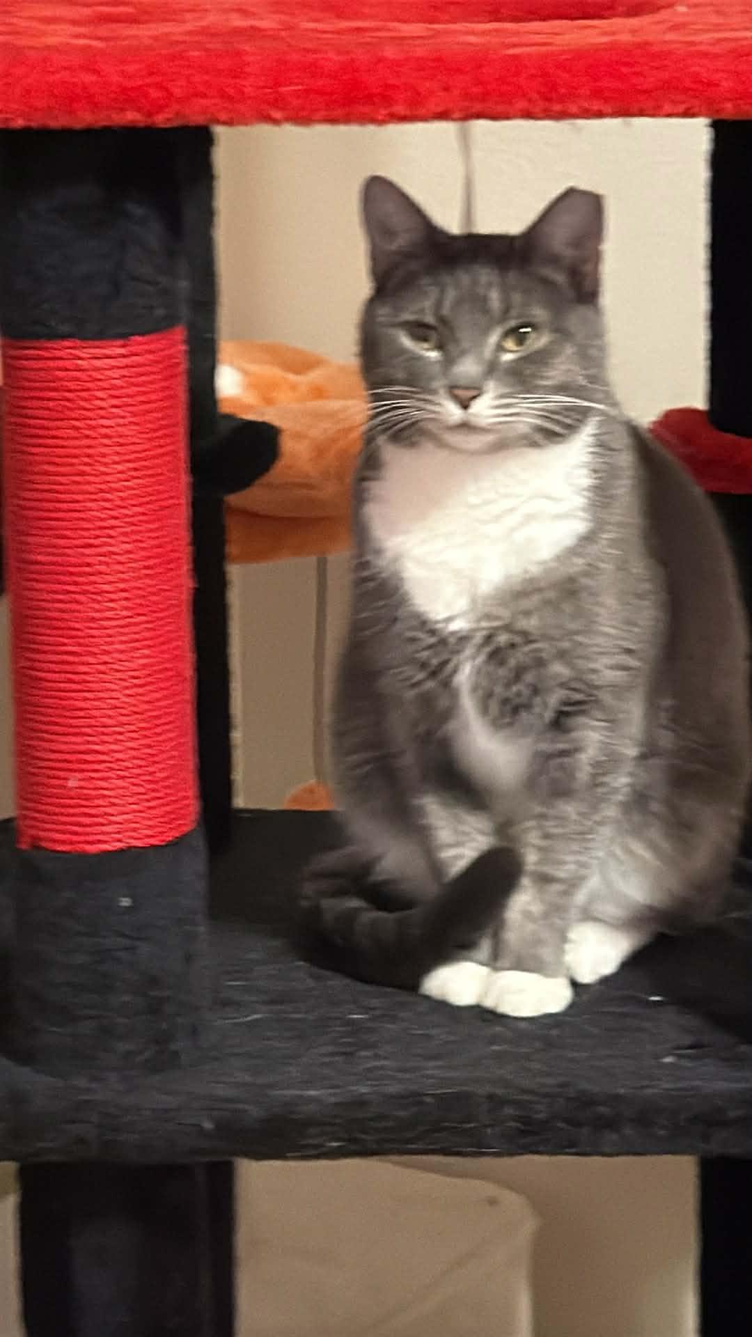 Enlarge Sadie, a ADOPTABLE Domestic Short Hair in Charlotte, NC image 1/2