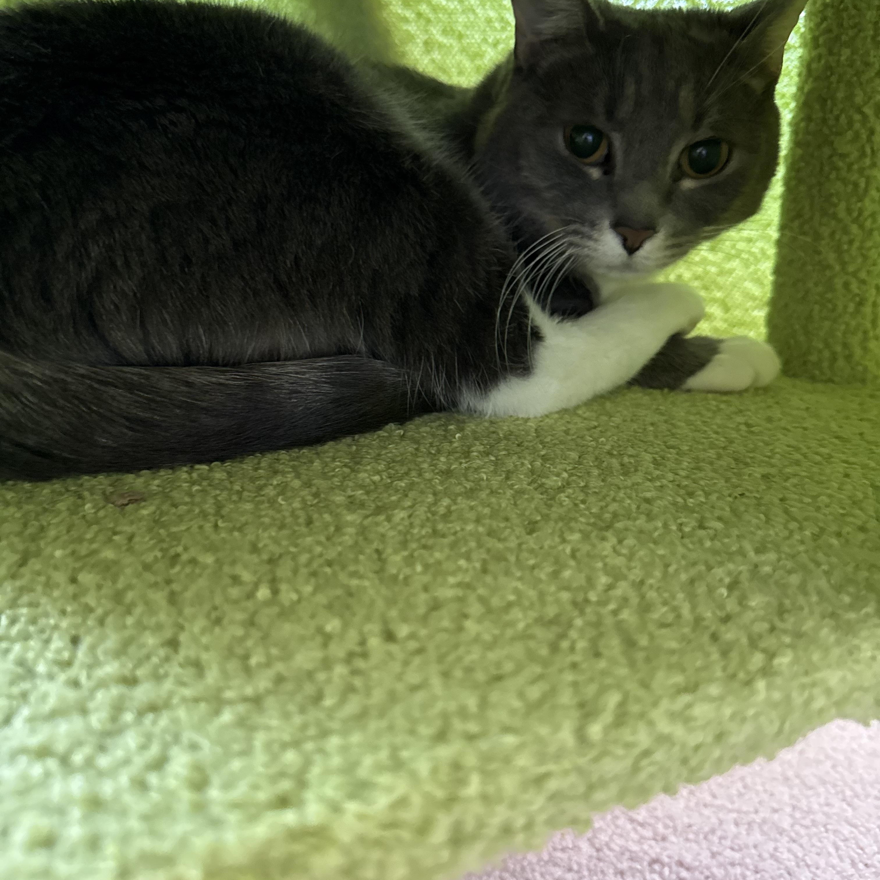 Enlarge Sadie, a ADOPTABLE Domestic Short Hair in Charlotte, NC image 2/2