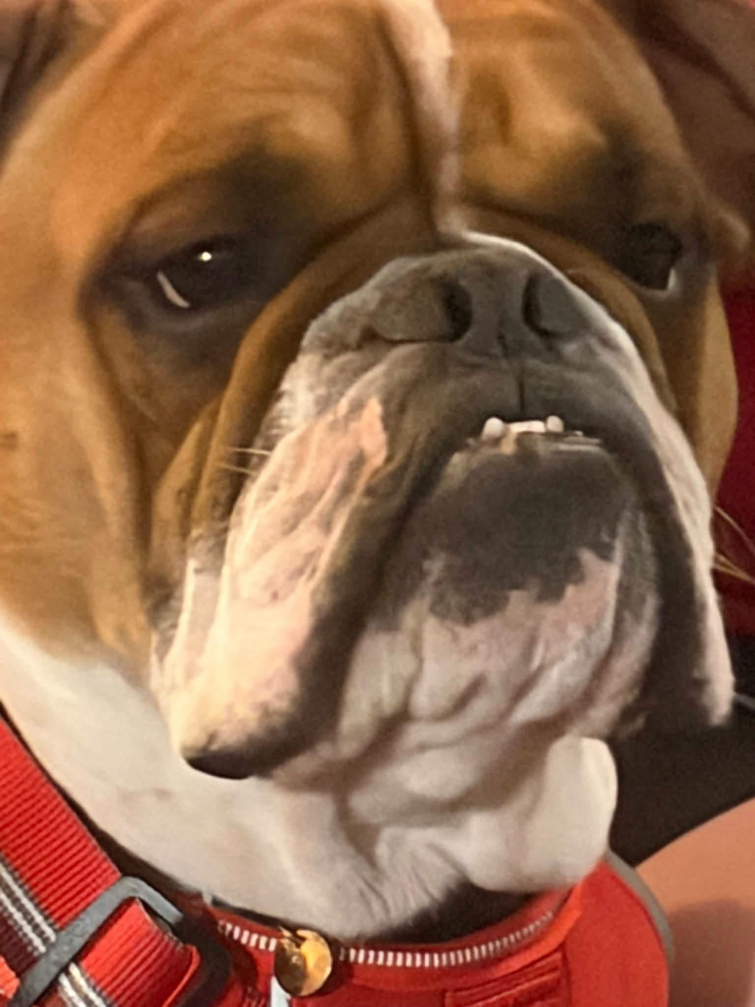 Enlarge Rex, a Adoptable English Bulldog in Davisburg, MI image 3/3