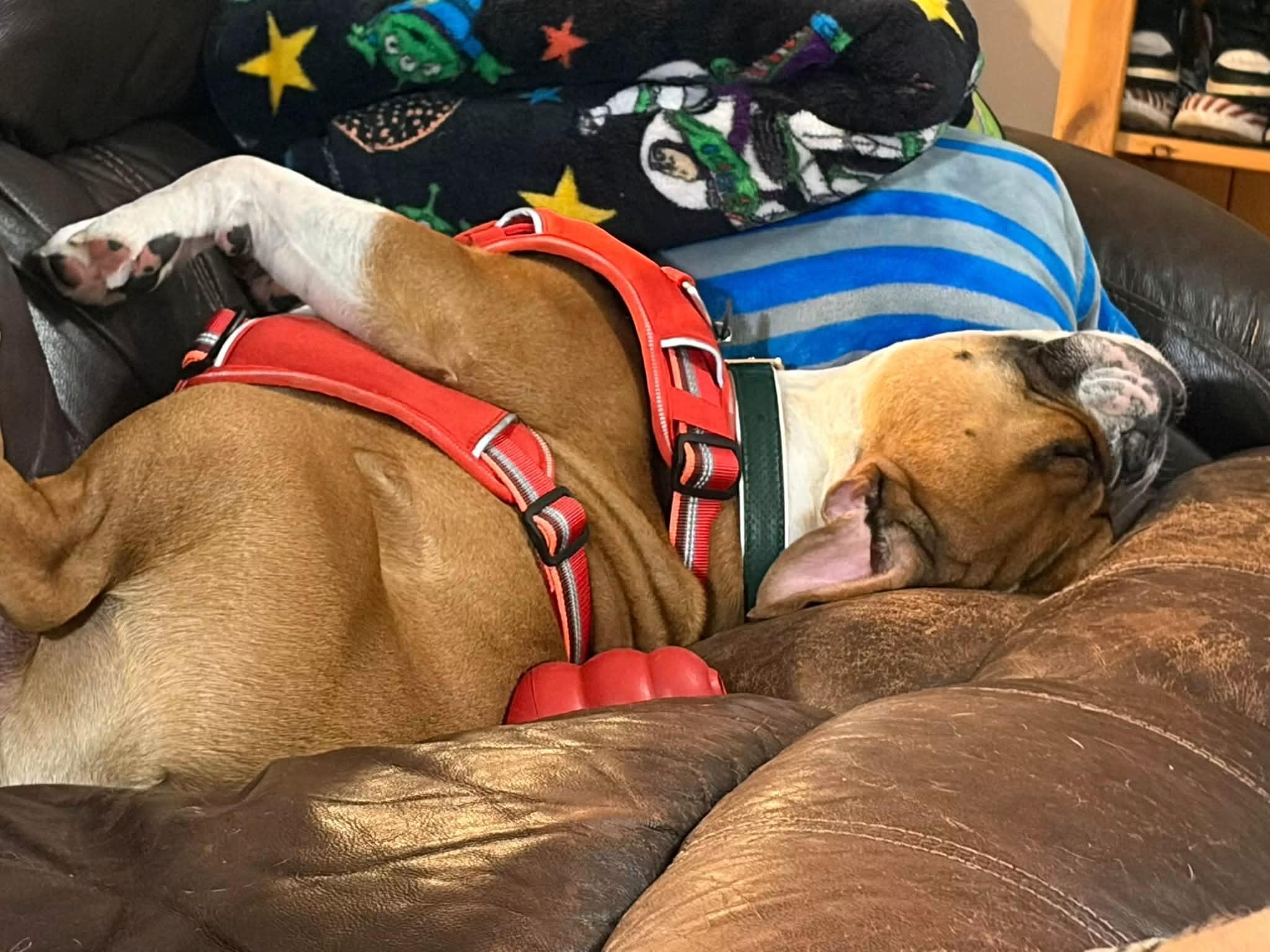Enlarge Rex, a Adoptable English Bulldog in Davisburg, MI image 2/3