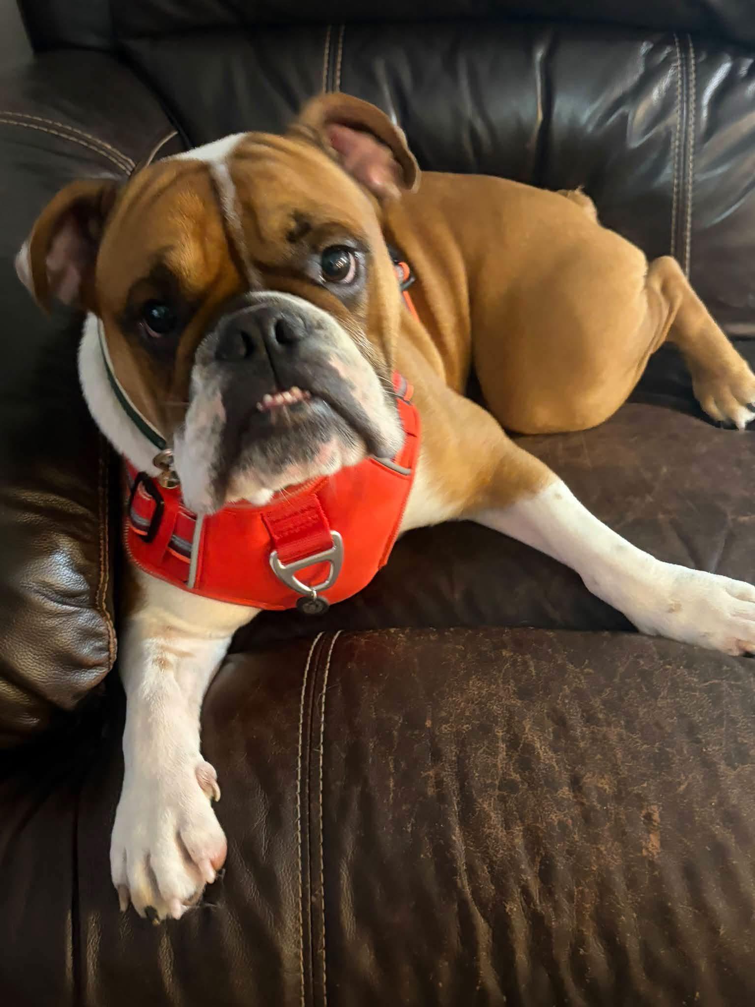 Rex, Adoptable, Young Male English Bulldog.