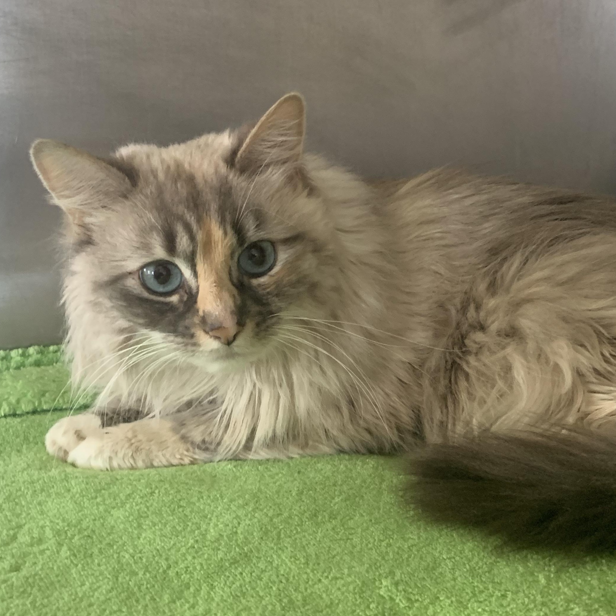 Enlarge Angel, an adopted mixed breed in Massena, NY image 1/1