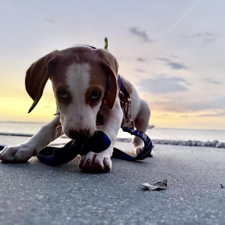Enlarge Janie (Neon Green Collar), a Adoptable Foxhound in Seminole, FL image 1/4