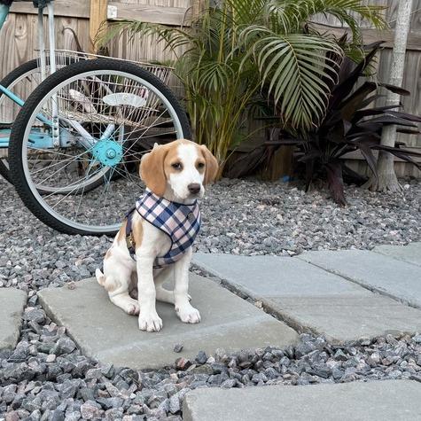 Enlarge Janie (Neon Green Collar), a Adoptable Foxhound in Seminole, FL image 2/4