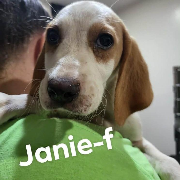 Enlarge Janie (Neon Green Collar), a Adoptable Foxhound in Seminole, FL image 3/4
