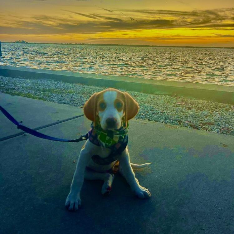 Enlarge Janie (Neon Green Collar), a Adoptable Foxhound in Seminole, FL image 4/4