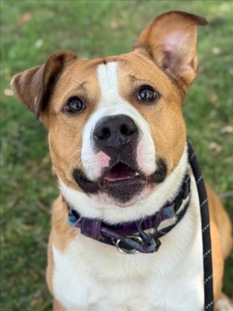 Enlarge PRINCE, a Adoptable Pit Bull Terrier in Woodland, CA image 1/1