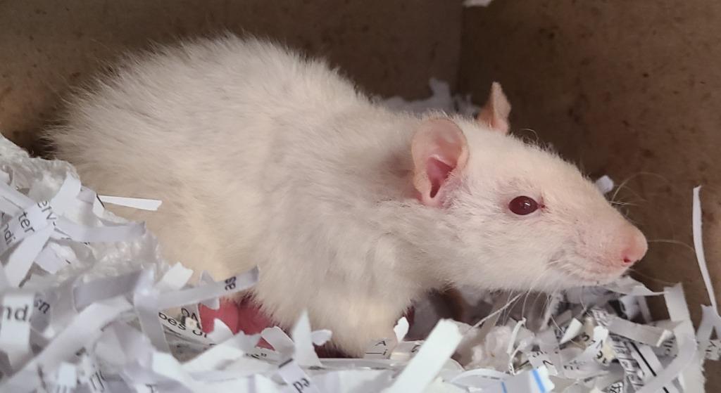 Tituba, Adoptable, Young Female Rat.