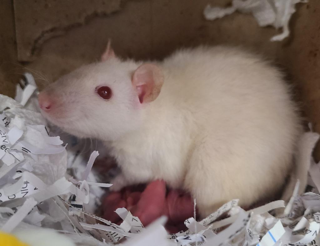 Enlarge Tituba, a Adoptable Rat in Portland, IN image 2/3