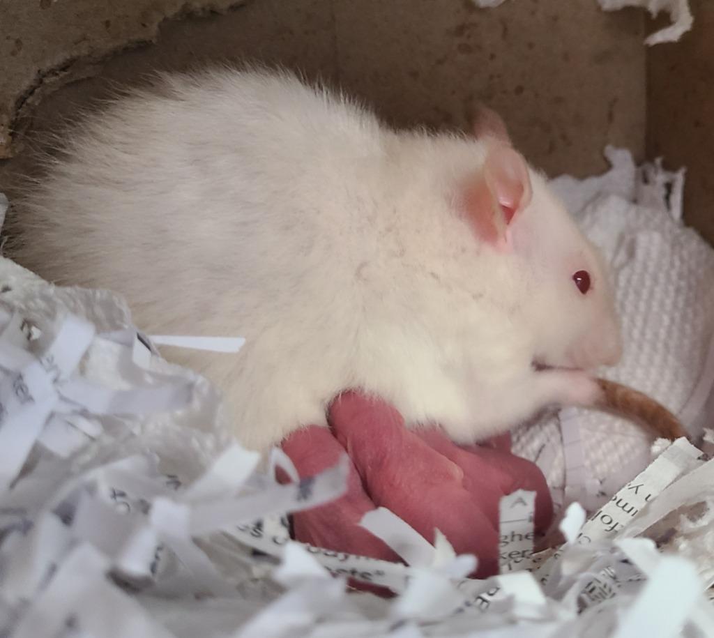Enlarge Tituba, a Adoptable Rat in Portland, IN image 3/3