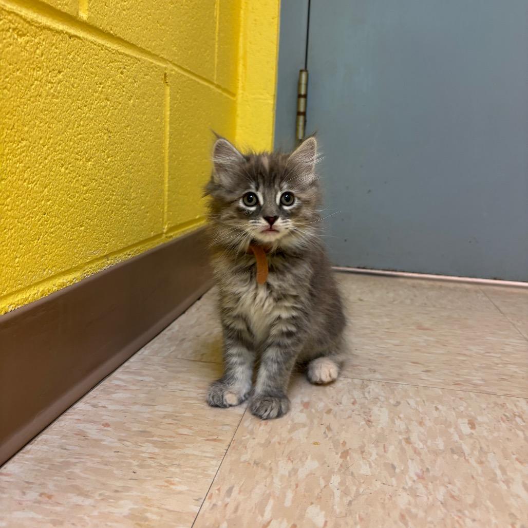 Enlarge Sassette, a Adoptable Domestic Medium Hair in Roxboro, NC image 1/1