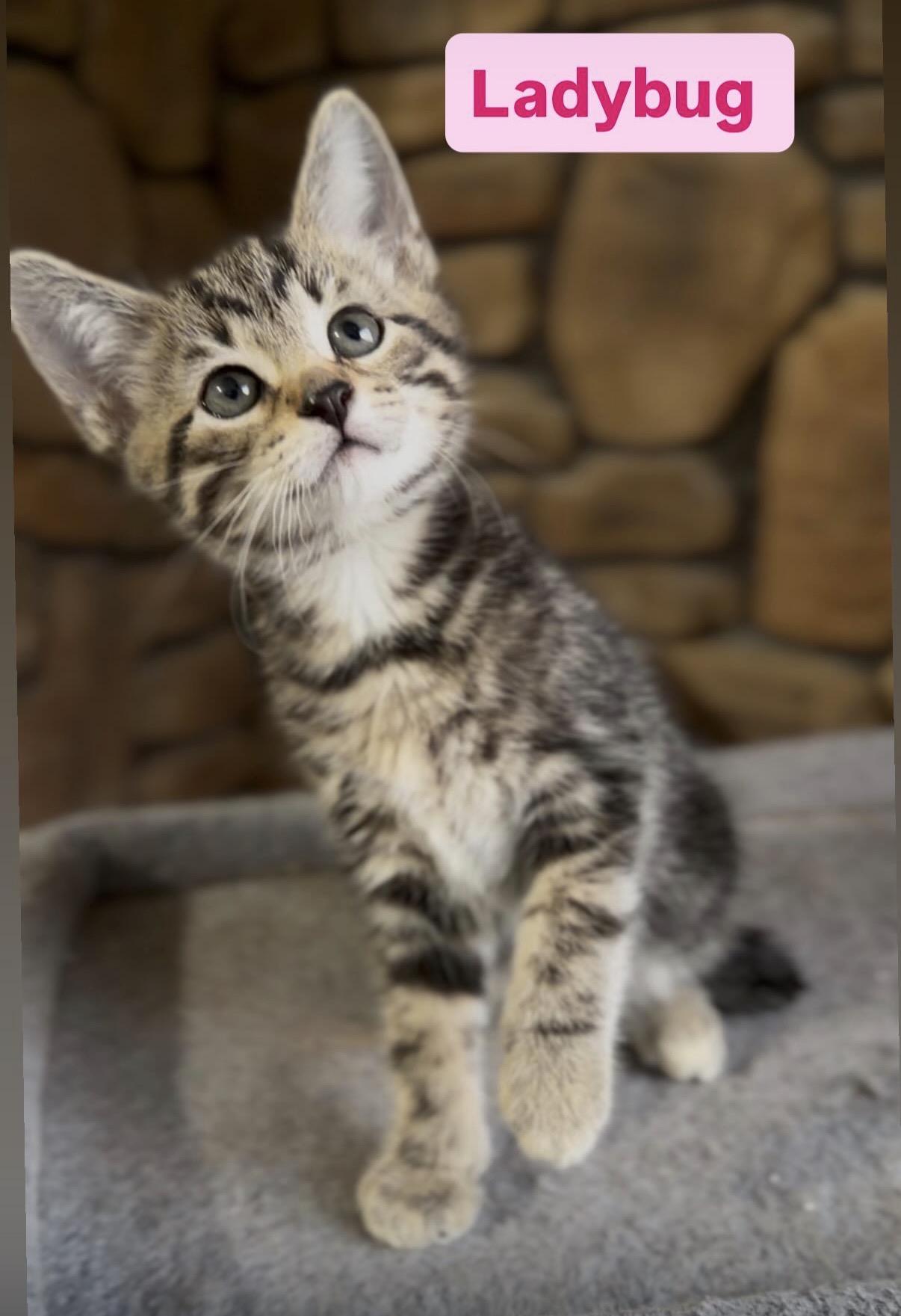 Enlarge Ladybug , an adopted Domestic Short Hair in Crown Point, IN image 1/3