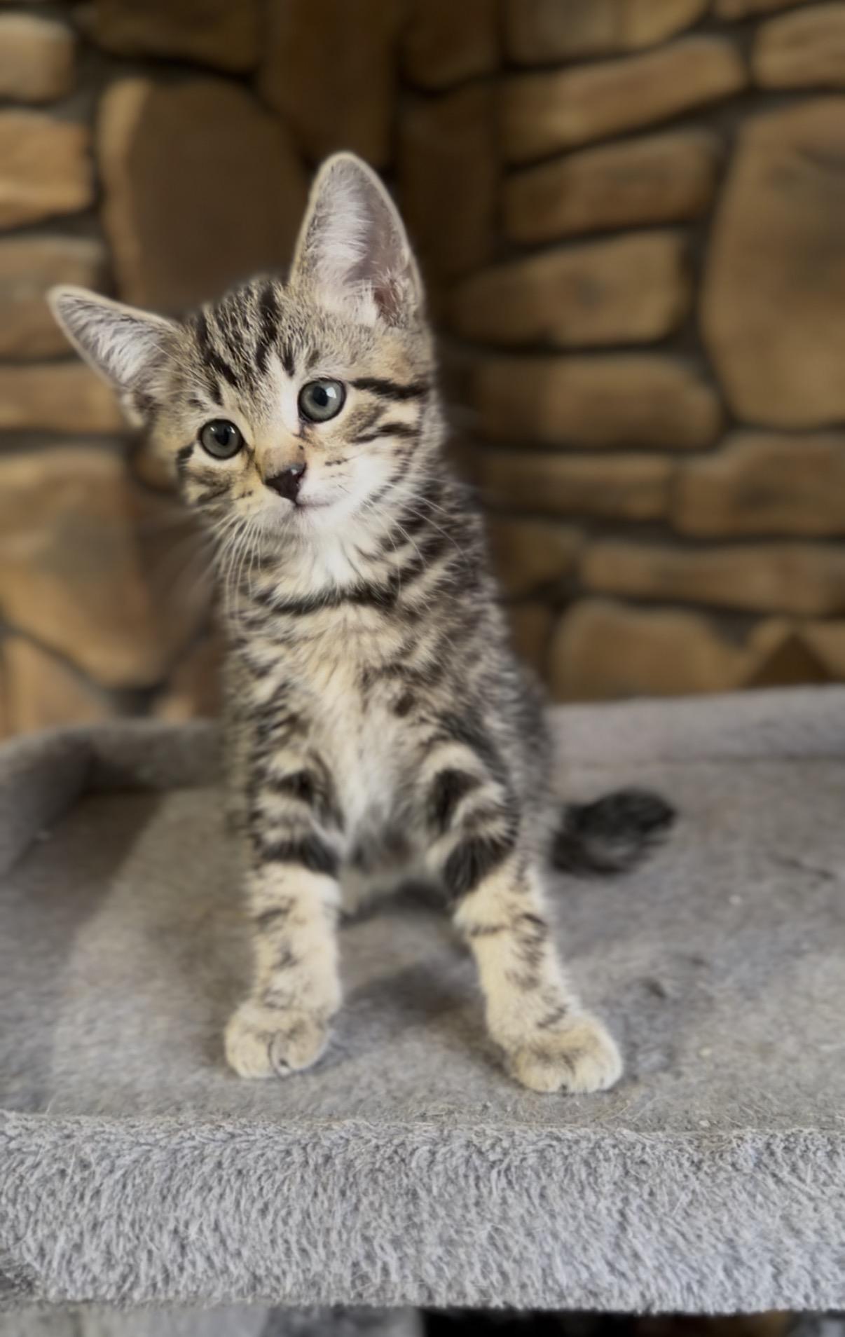 Enlarge Ladybug , an adopted Domestic Short Hair in Crown Point, IN image 3/3