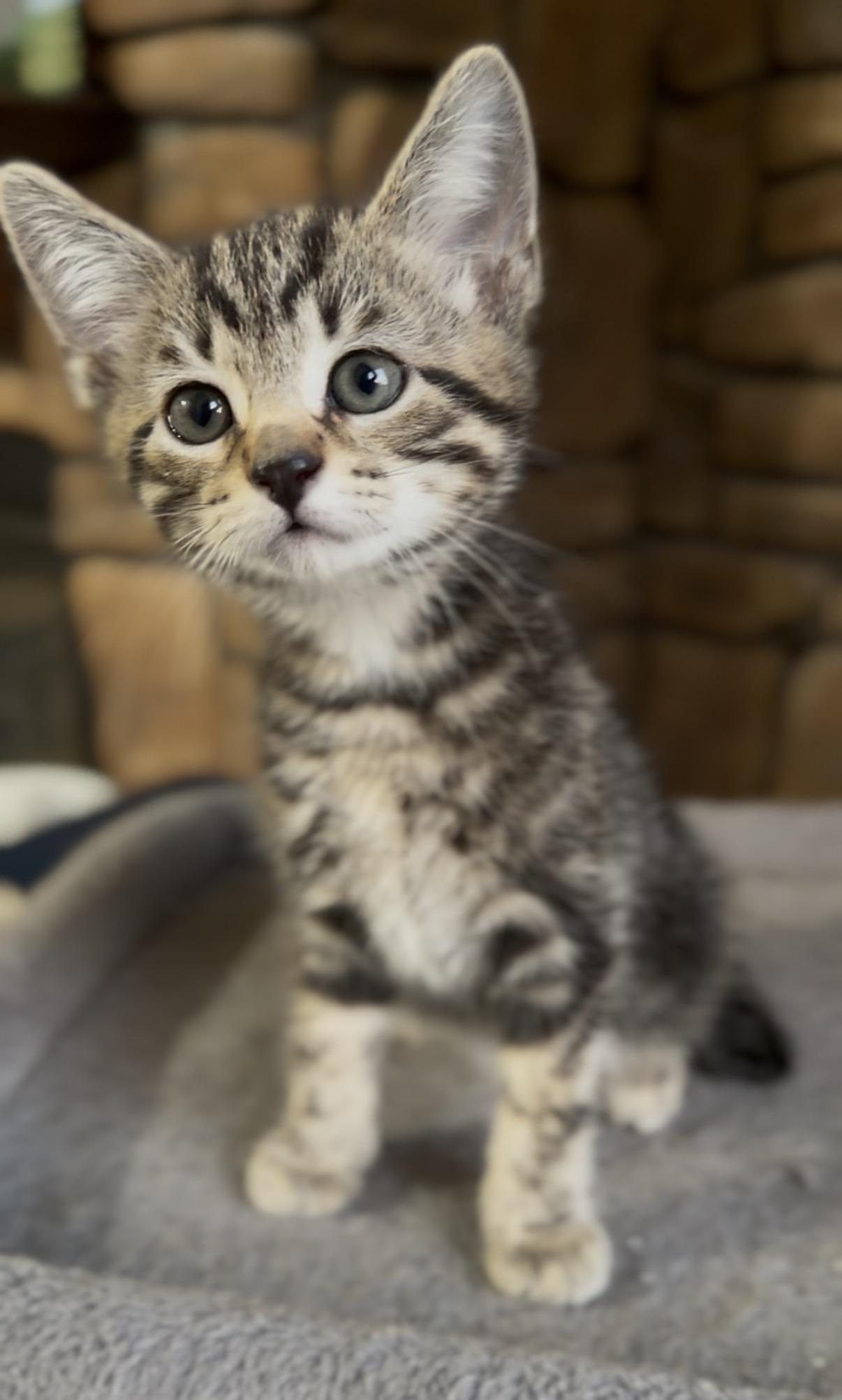 Enlarge Ladybug , an adopted Domestic Short Hair in Crown Point, IN image 2/3