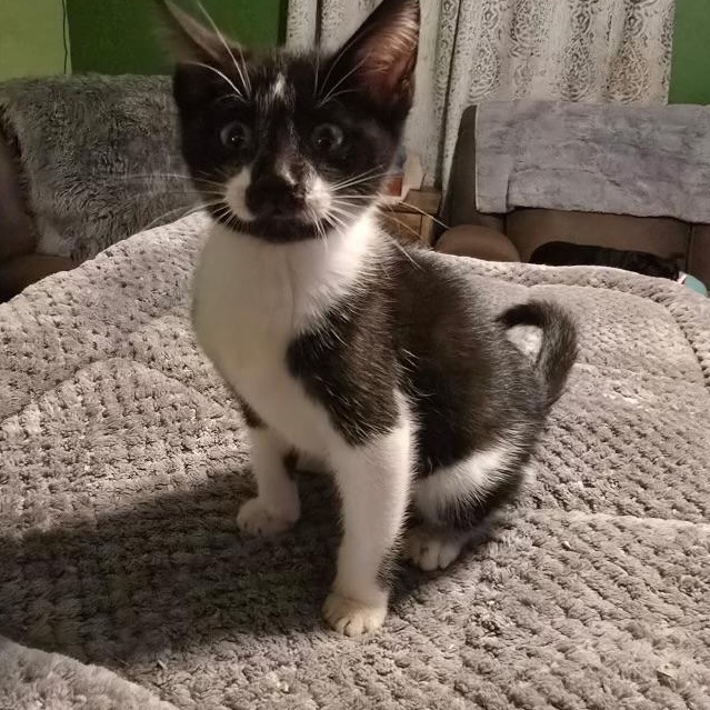 Felix, Adoptable, Kitten Male Tuxedo & American Shorthair.