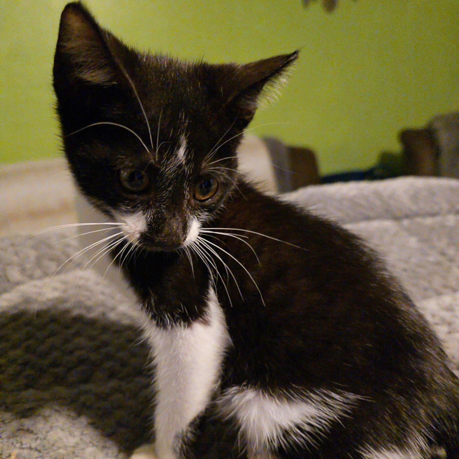 Felix, a Adoptable mixed breed in Fort Myers, FL image 2/5