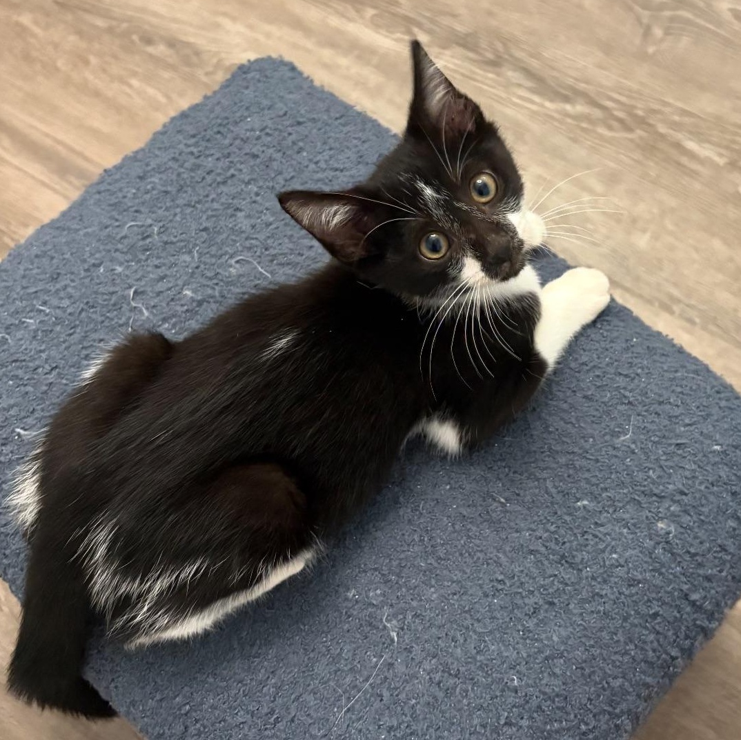 Felix, a Adoptable mixed breed in Fort Myers, FL image 3/5