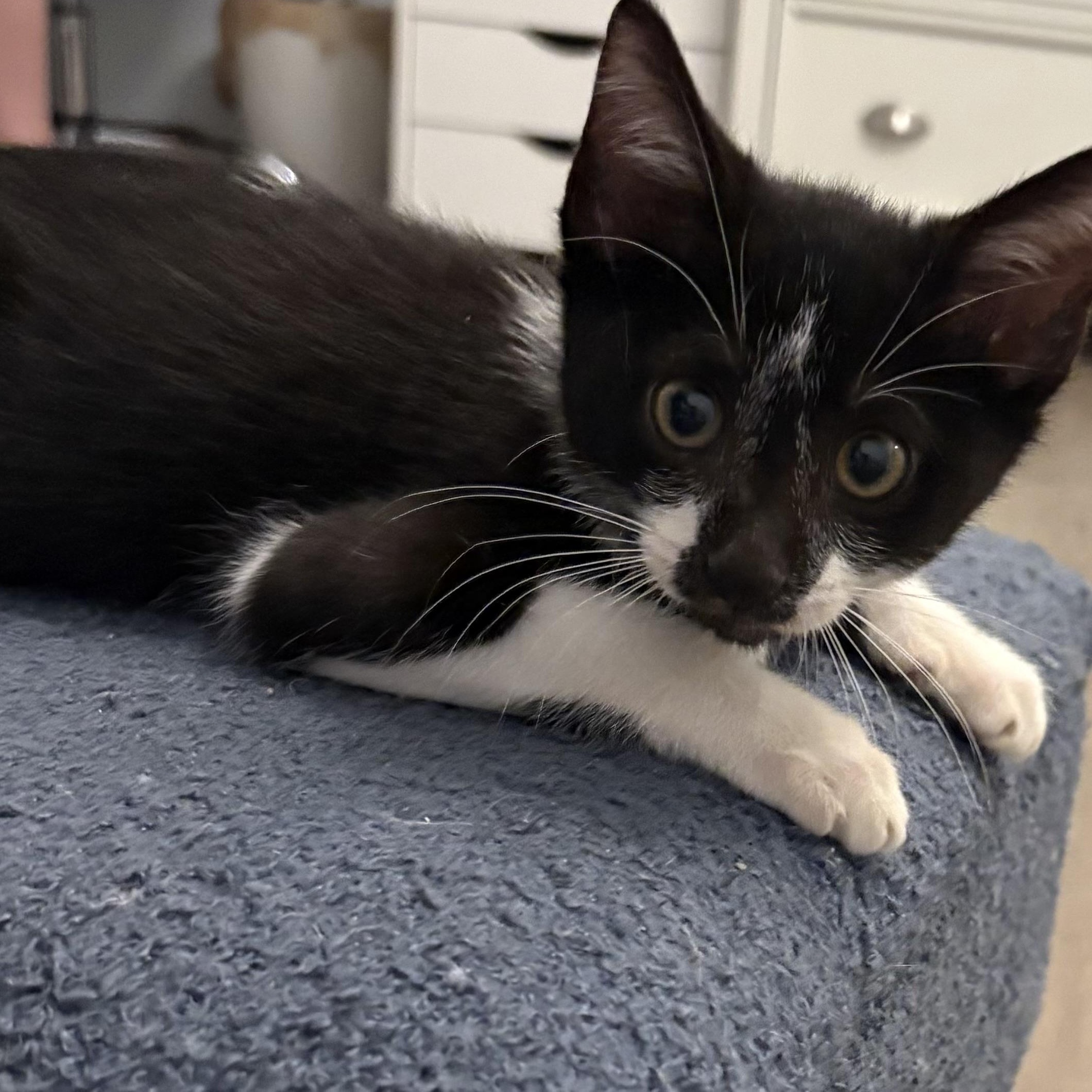 Felix, a Adoptable mixed breed in Fort Myers, FL image 4/5