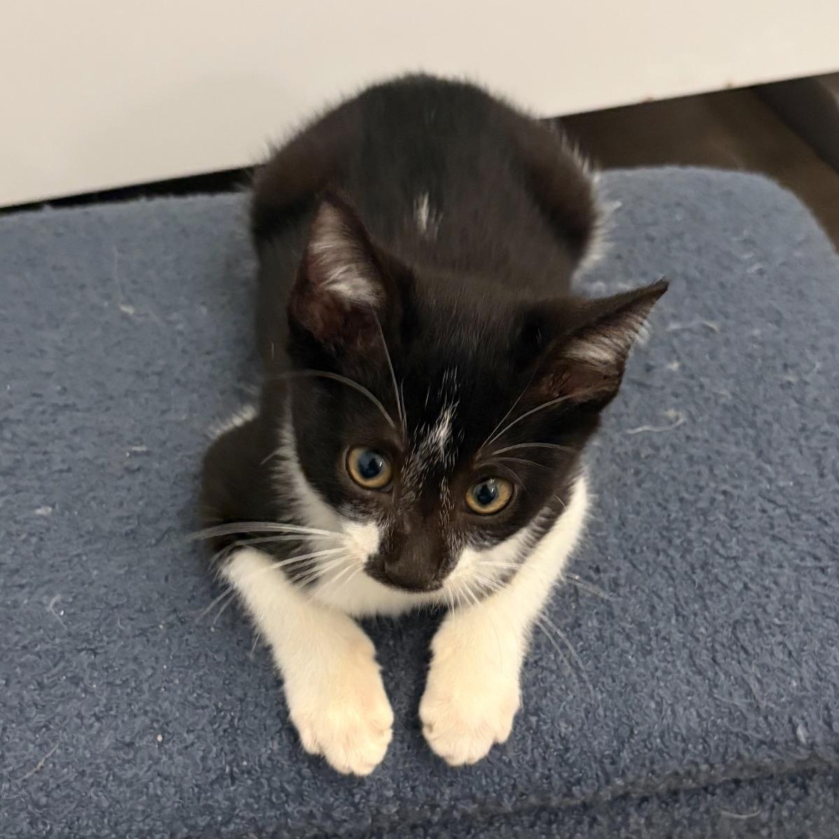 Felix, a Adoptable mixed breed in Fort Myers, FL image 5/5