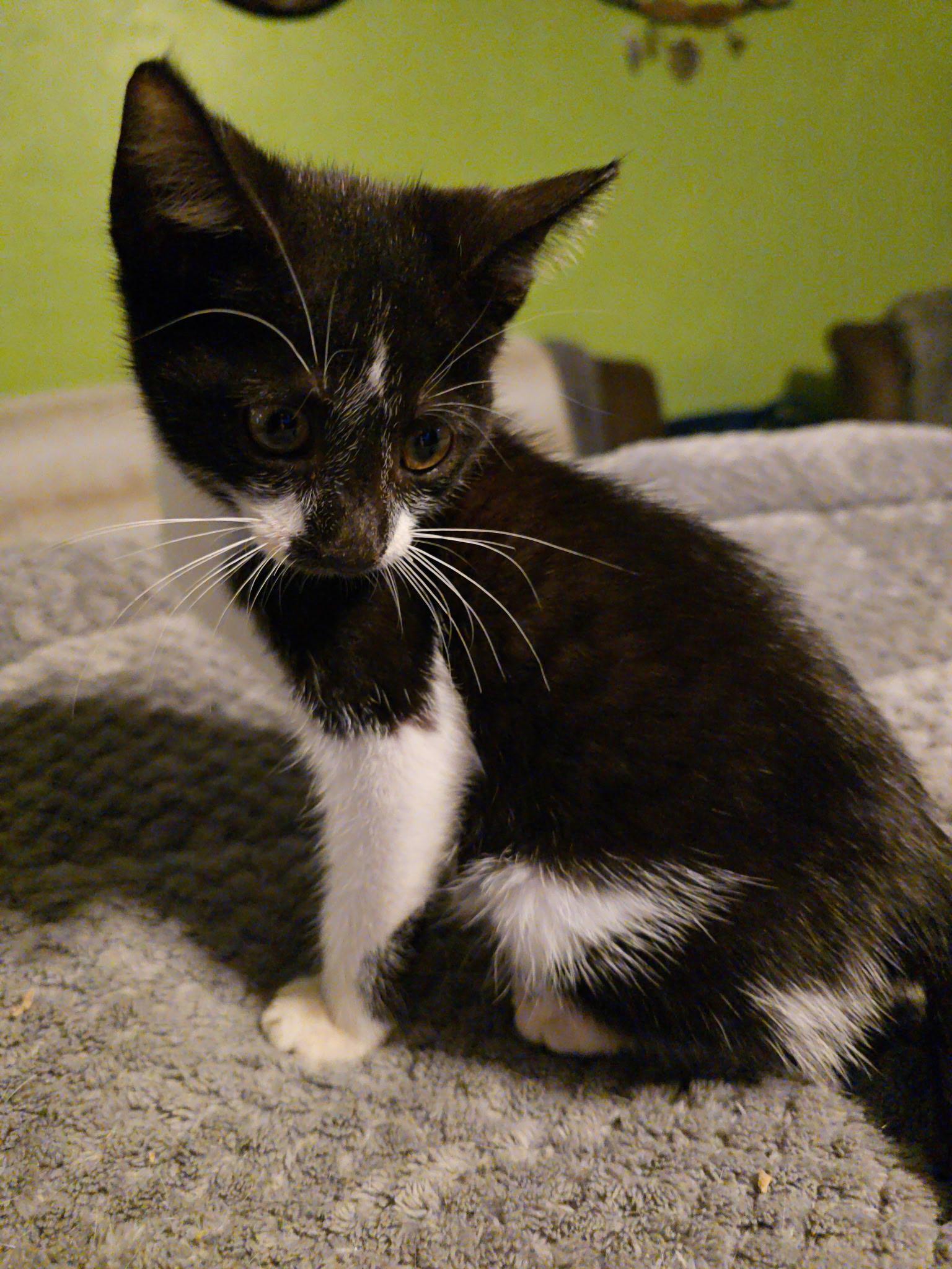 Felix