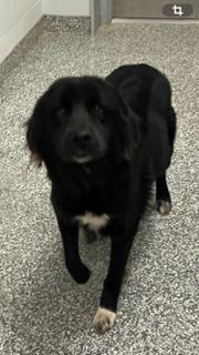 Wednesday Adams, Adoptable, Adult Female Mixed Breed.