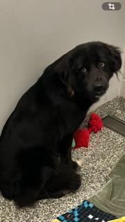 Enlarge Wednesday Adams, a Adoptable Mixed Breed in Mustang, OK image 2/2