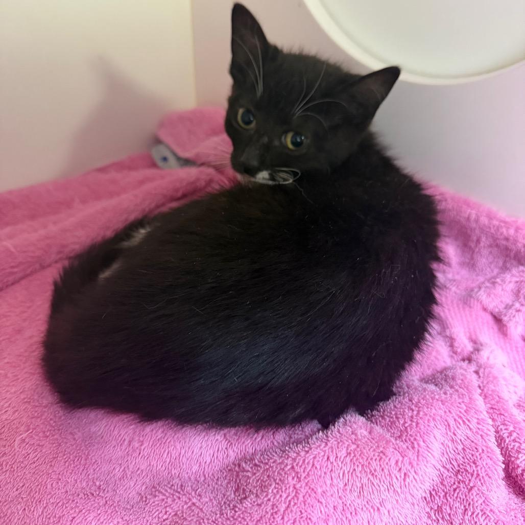 Noah (female), Adoptable, Kitten Female Domestic Short Hair.