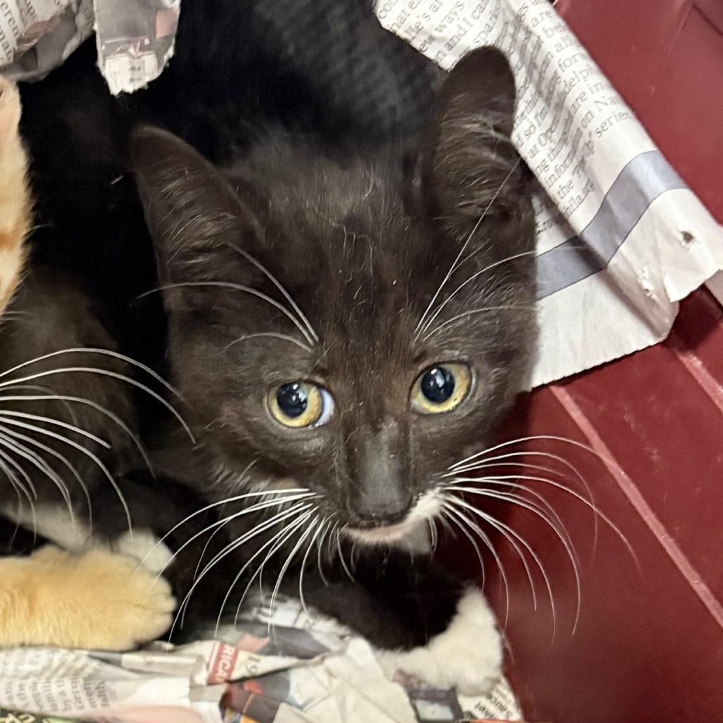 Noah (female), a Adoptable Domestic Short Hair in Dover, NH image 2/3