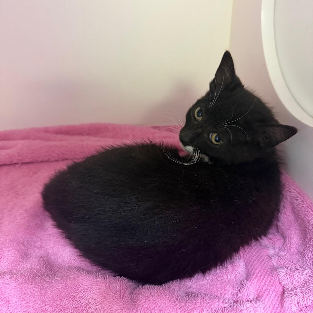 Noah (female), a Adoptable Domestic Short Hair in Dover, NH image 3/3