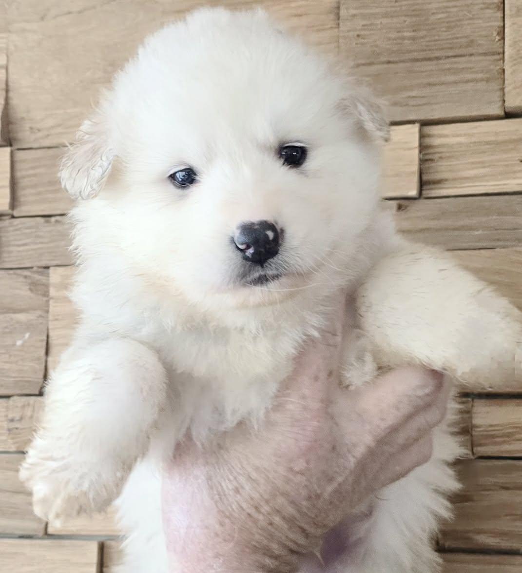 Tarieu, Adoptable, Puppy Male Great Pyrenees & Alaskan Malamute.