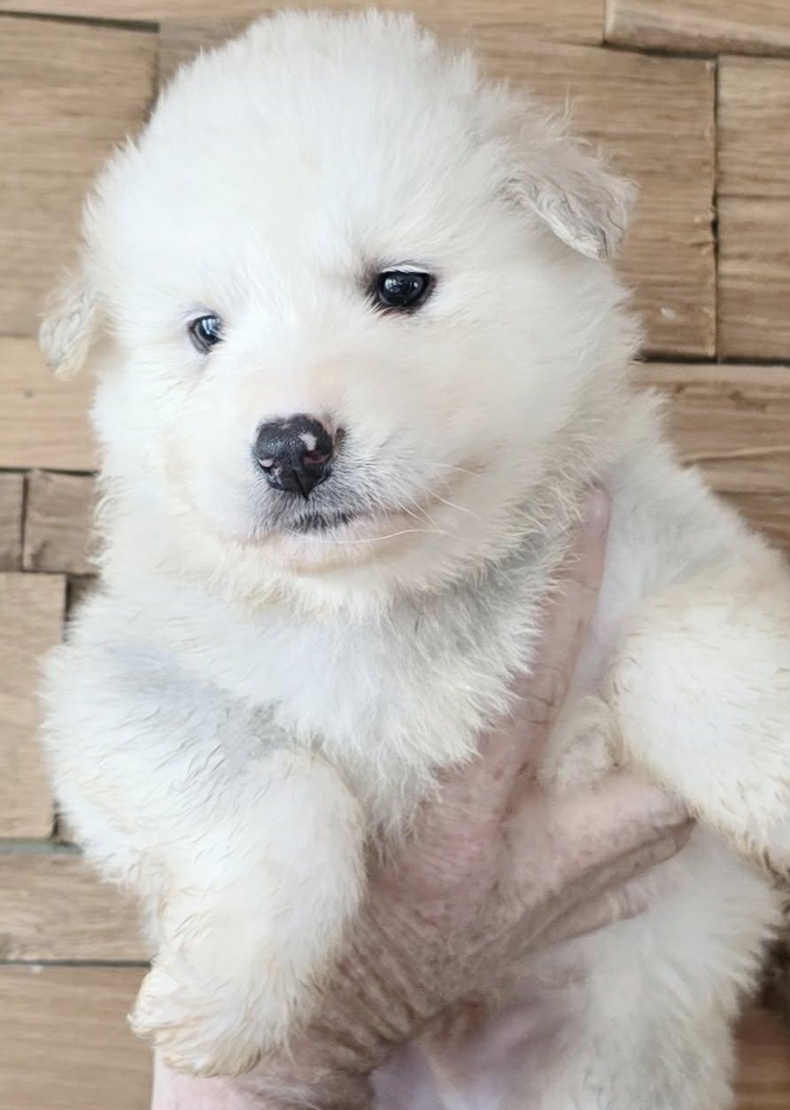 Enlarge Tarieu, a Adoptable mixed breed in Mouth of Wilson, VA image 2/2