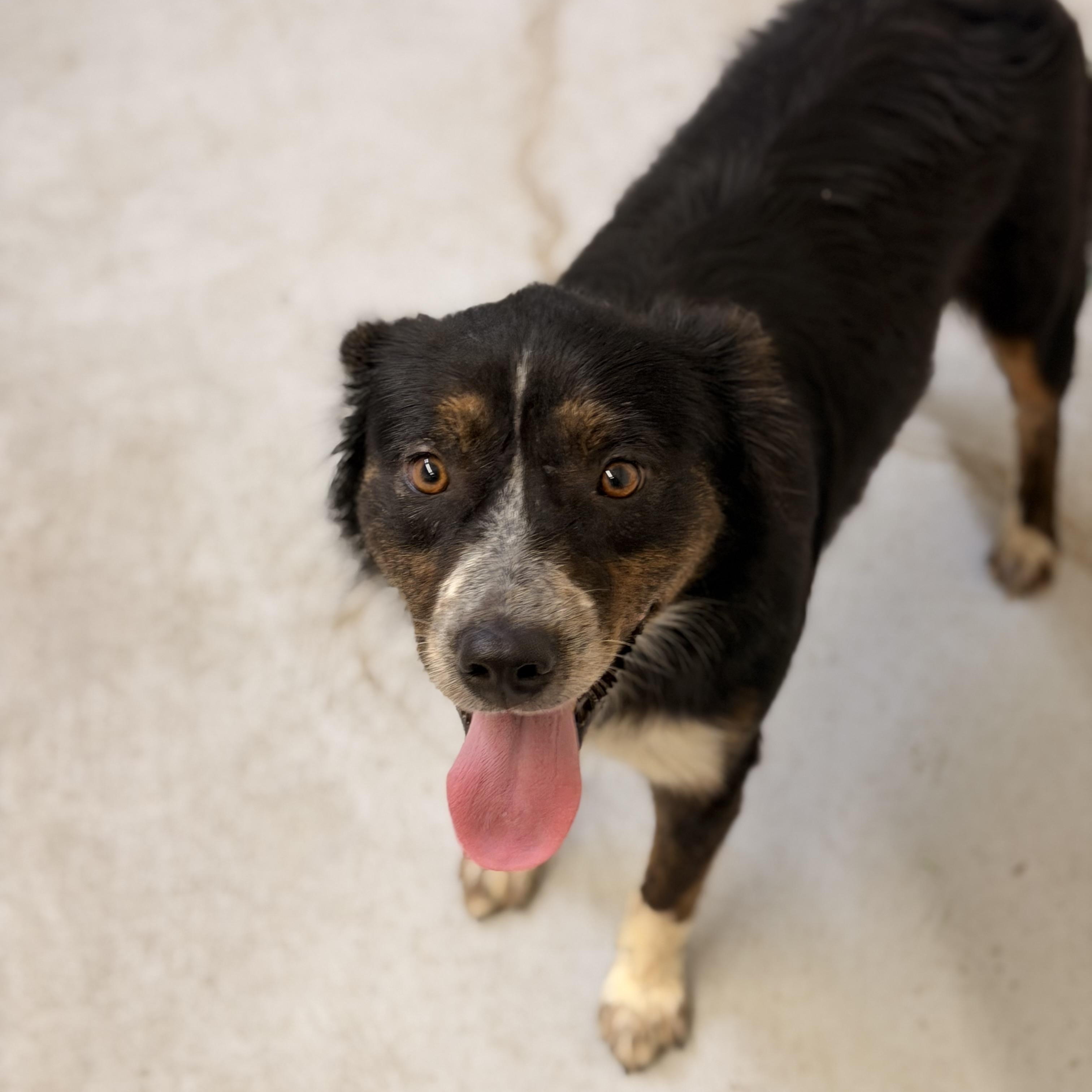 Lilly Rose, a ADOPTABLE mixed breed in Marfa, TX image 5/6