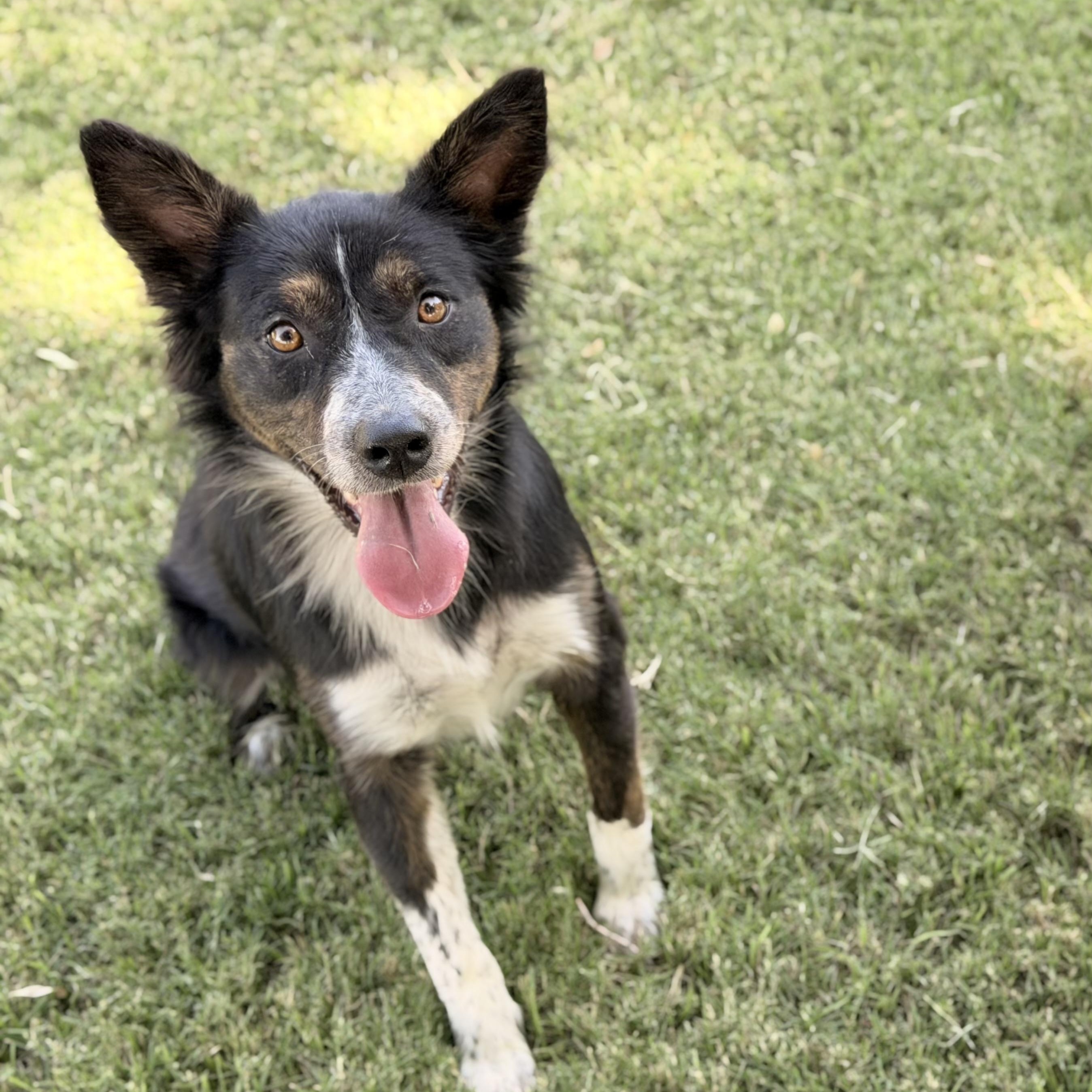 Lilly Rose, a ADOPTABLE mixed breed in Marfa, TX image 1/6