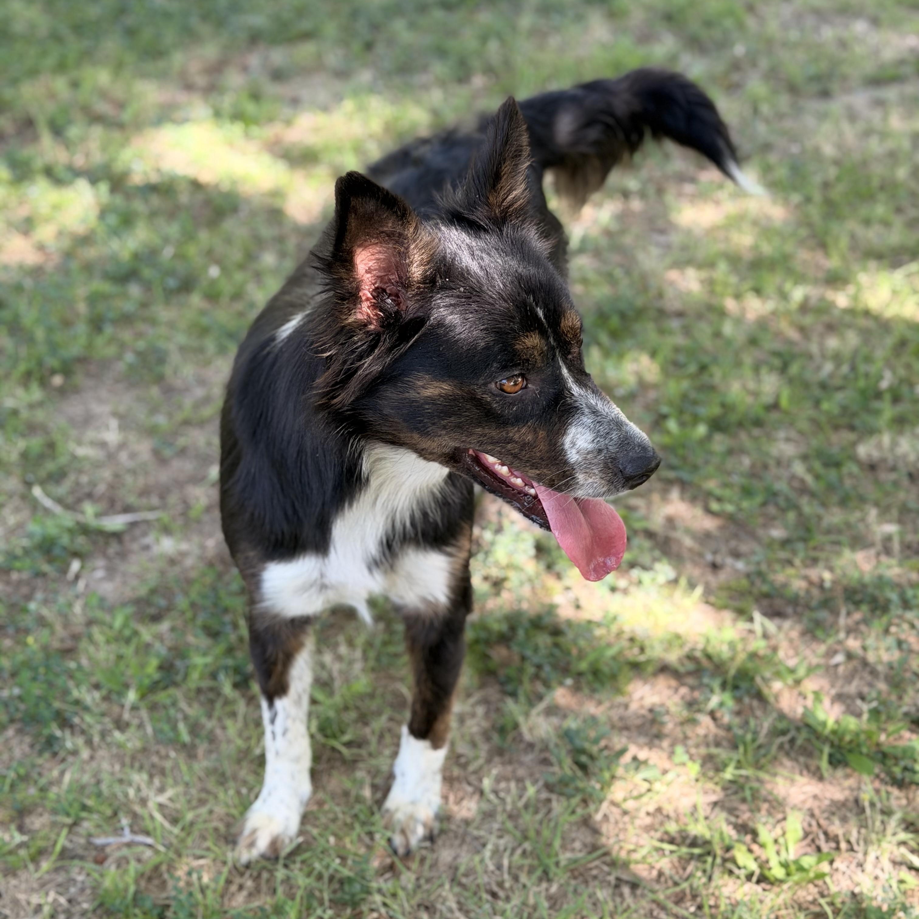Lilly Rose, a ADOPTABLE mixed breed in Marfa, TX image 3/6