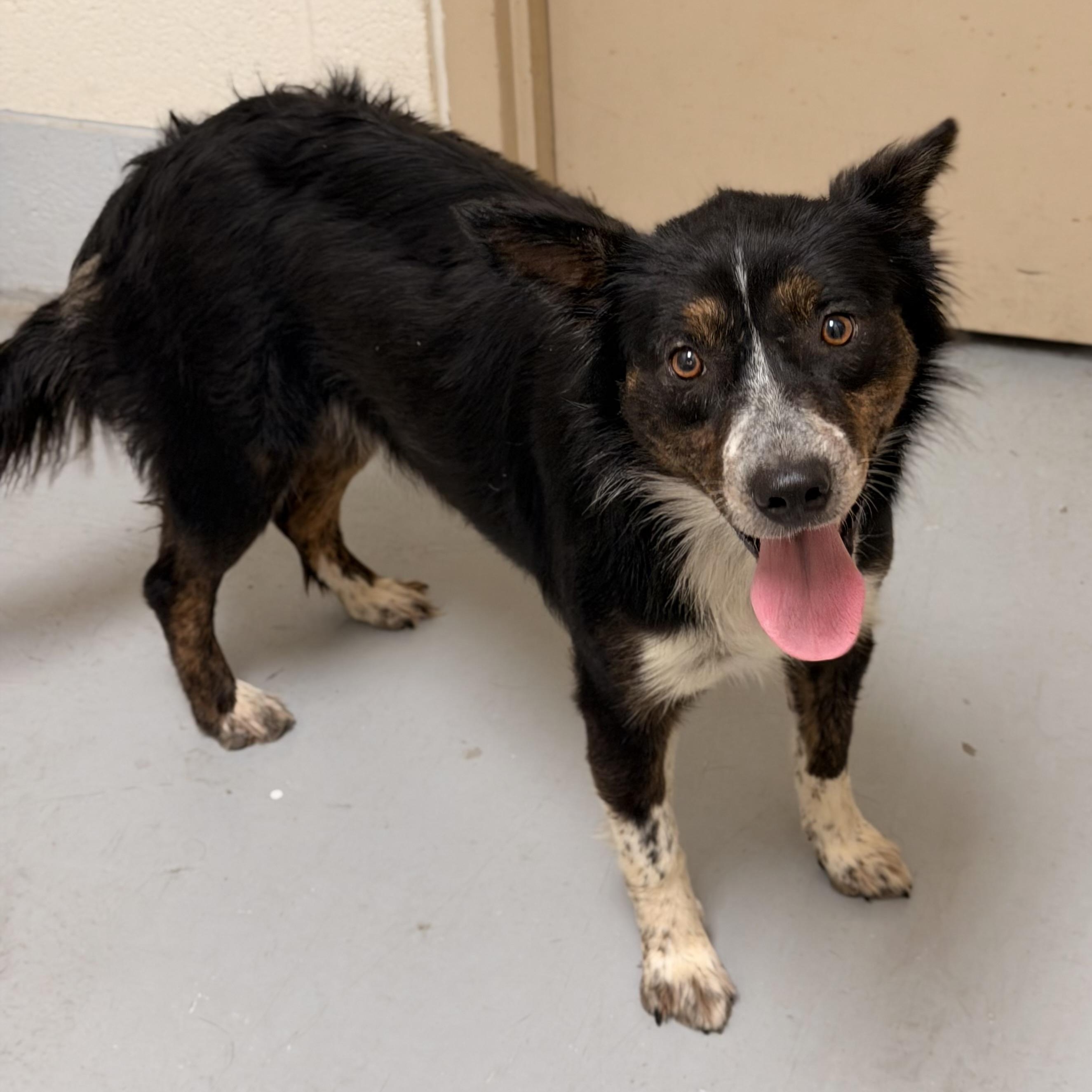 Lilly Rose, a ADOPTABLE mixed breed in Marfa, TX image 6/6