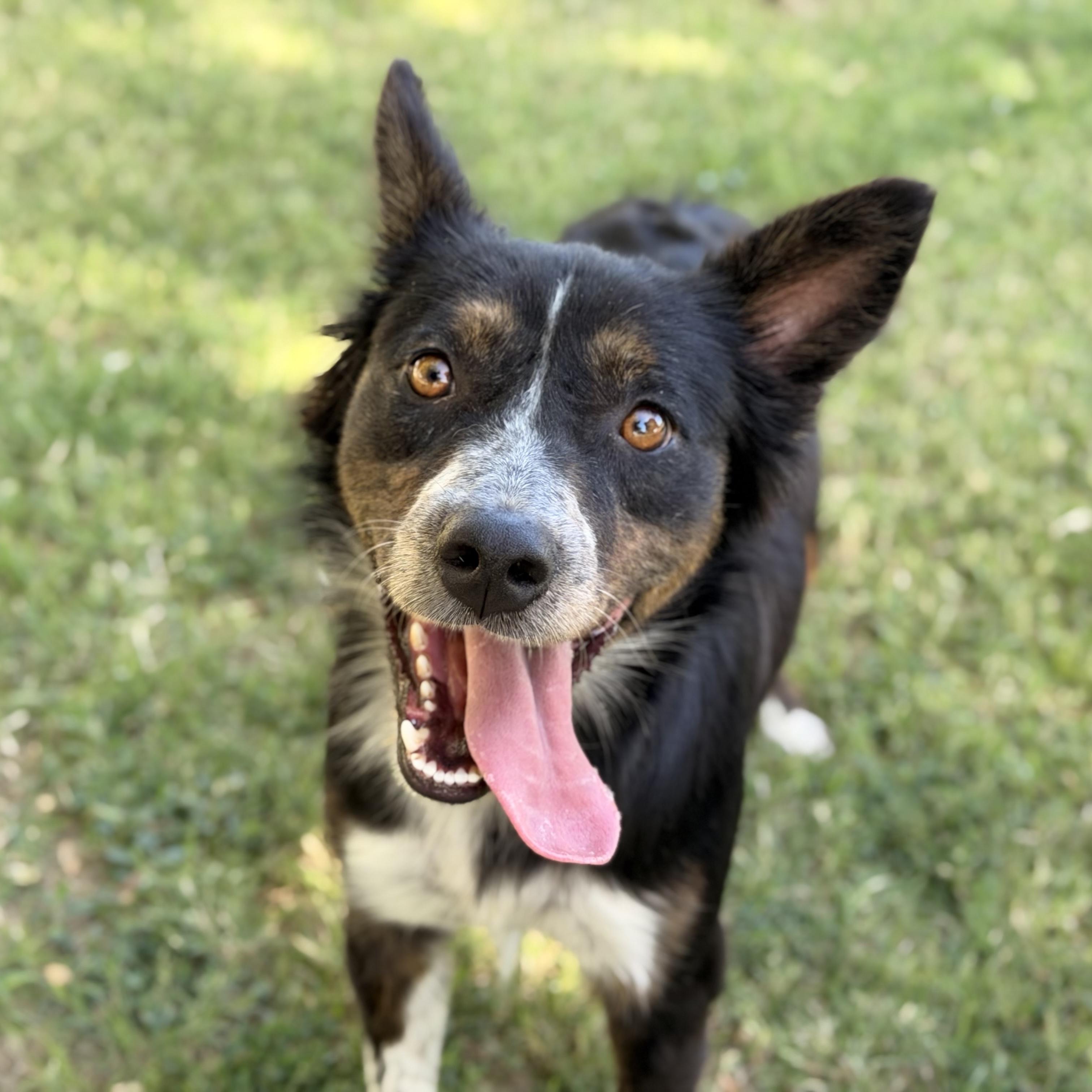 Lilly Rose, a ADOPTABLE mixed breed in Marfa, TX image 2/6