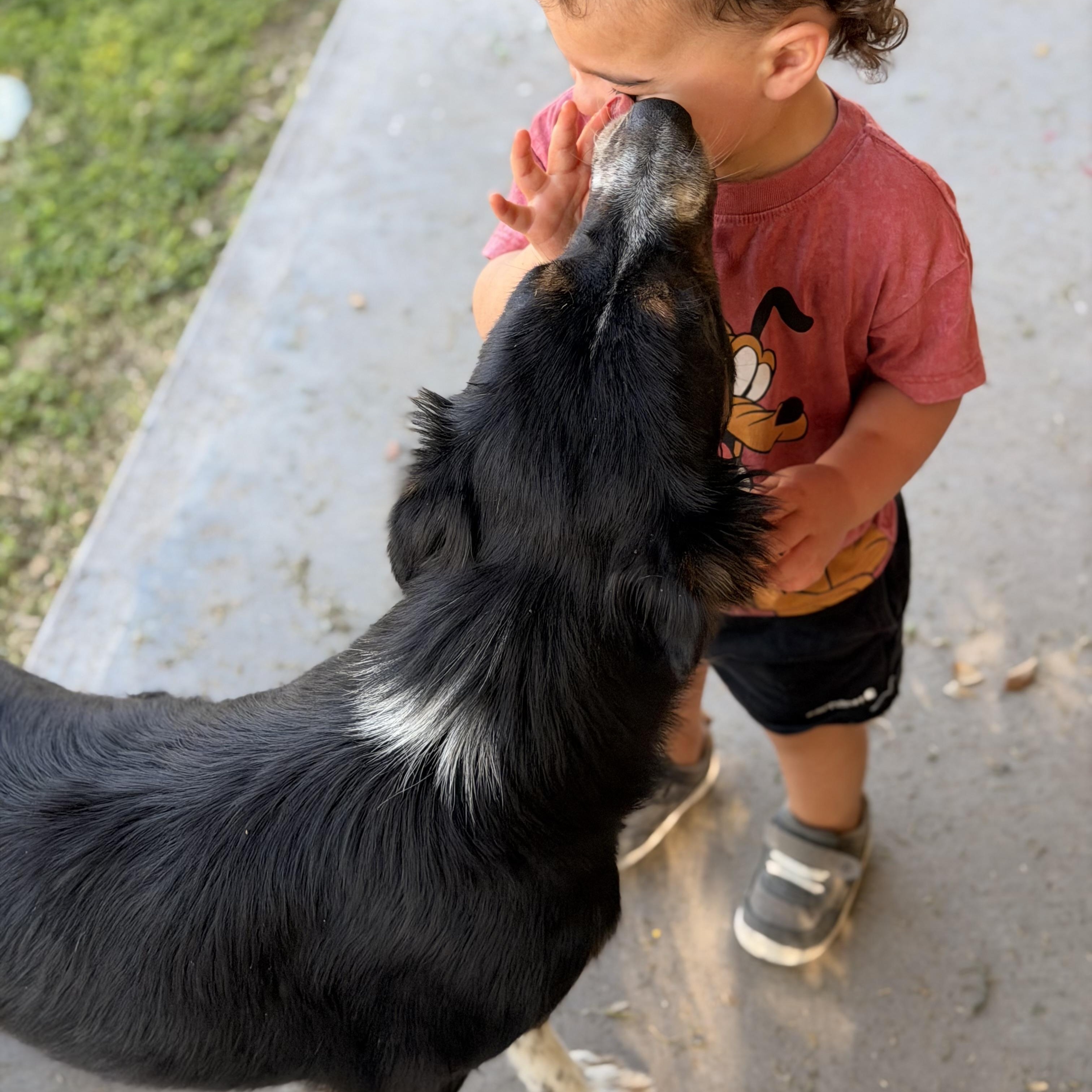 Lilly Rose, a ADOPTABLE mixed breed in Marfa, TX image 4/6
