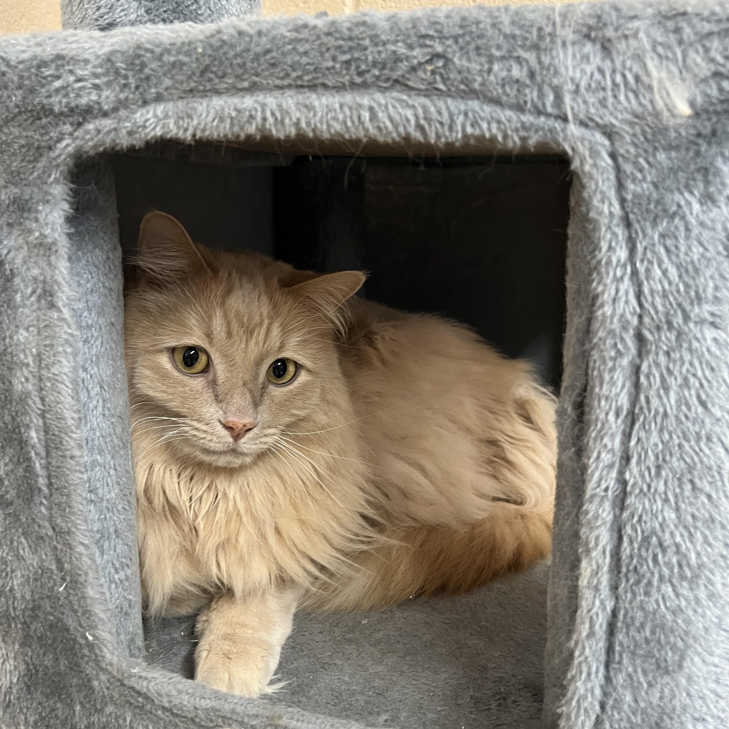 Enlarge Souffle, an adopted Domestic Long Hair in Washington, UT image 1/1