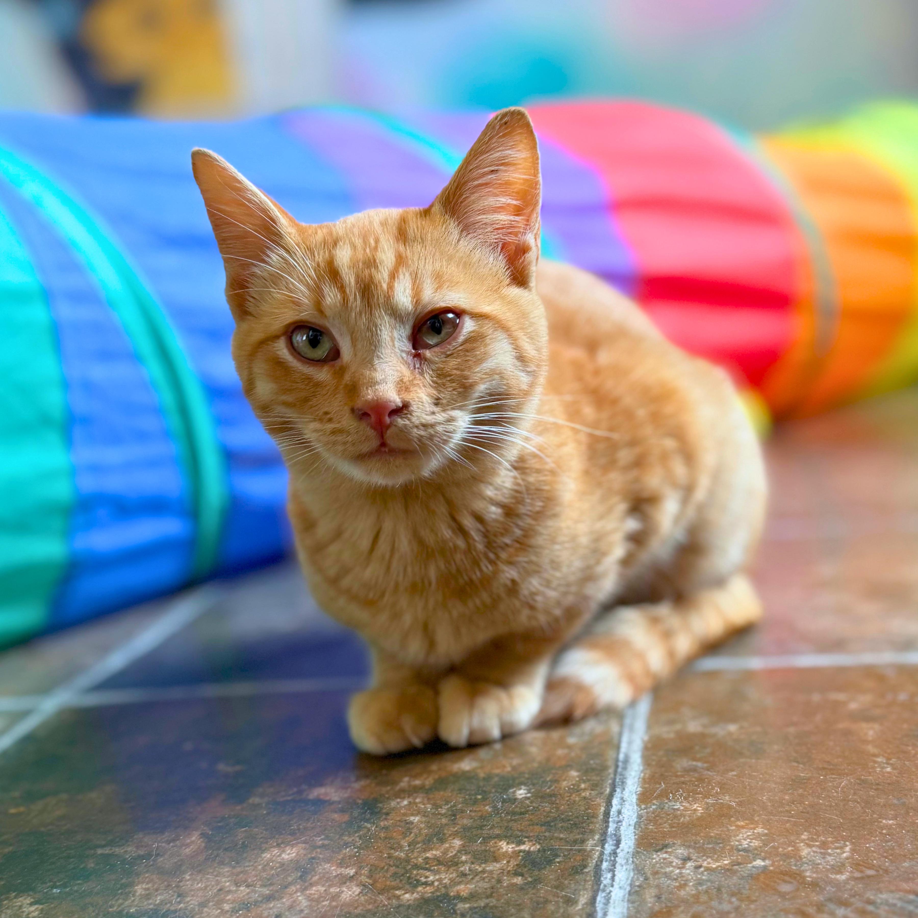 Enlarge Pocus, a Adoptable Domestic Short Hair in Ridgway, CO image 3/6