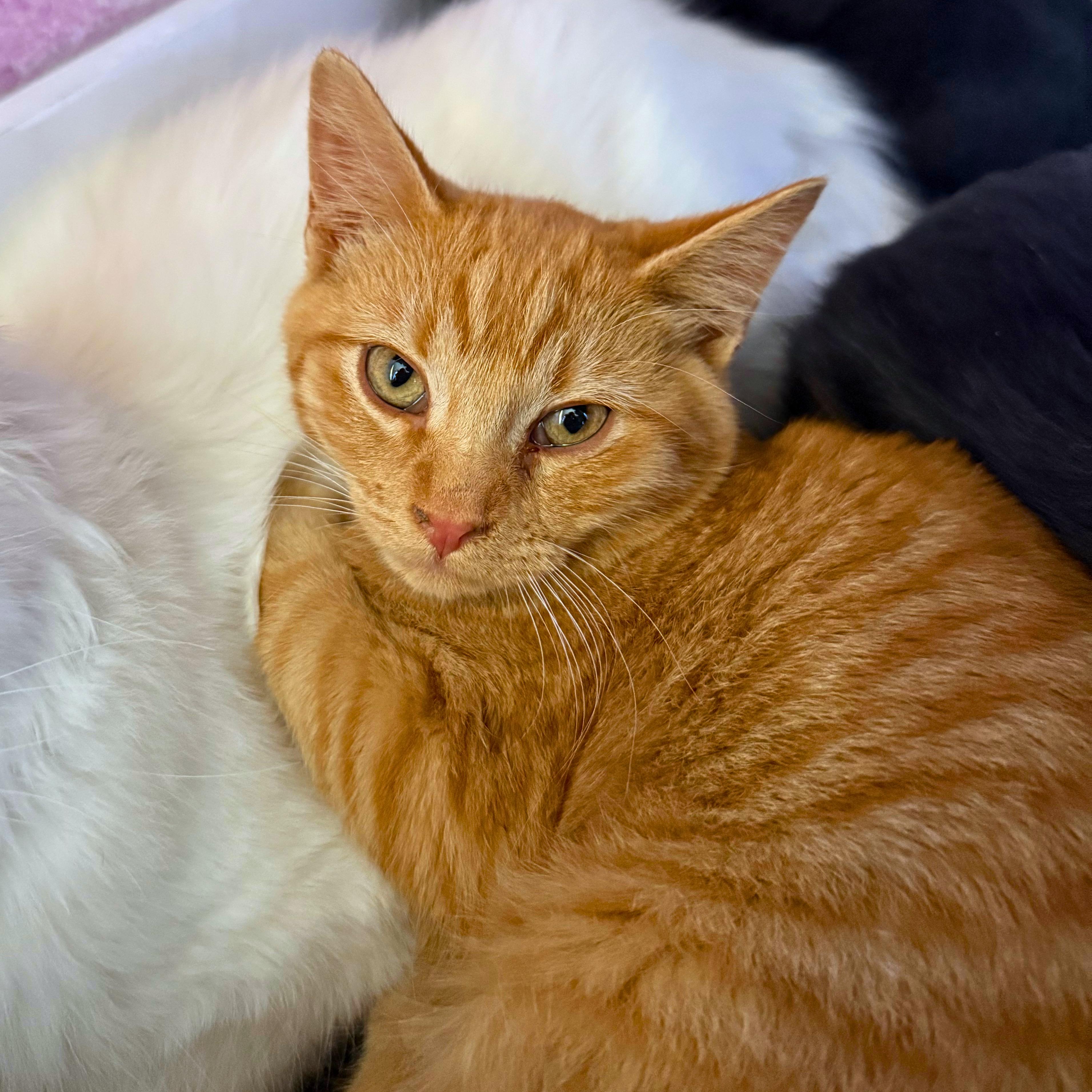Enlarge Pocus, a Adoptable Domestic Short Hair in Ridgway, CO image 2/6