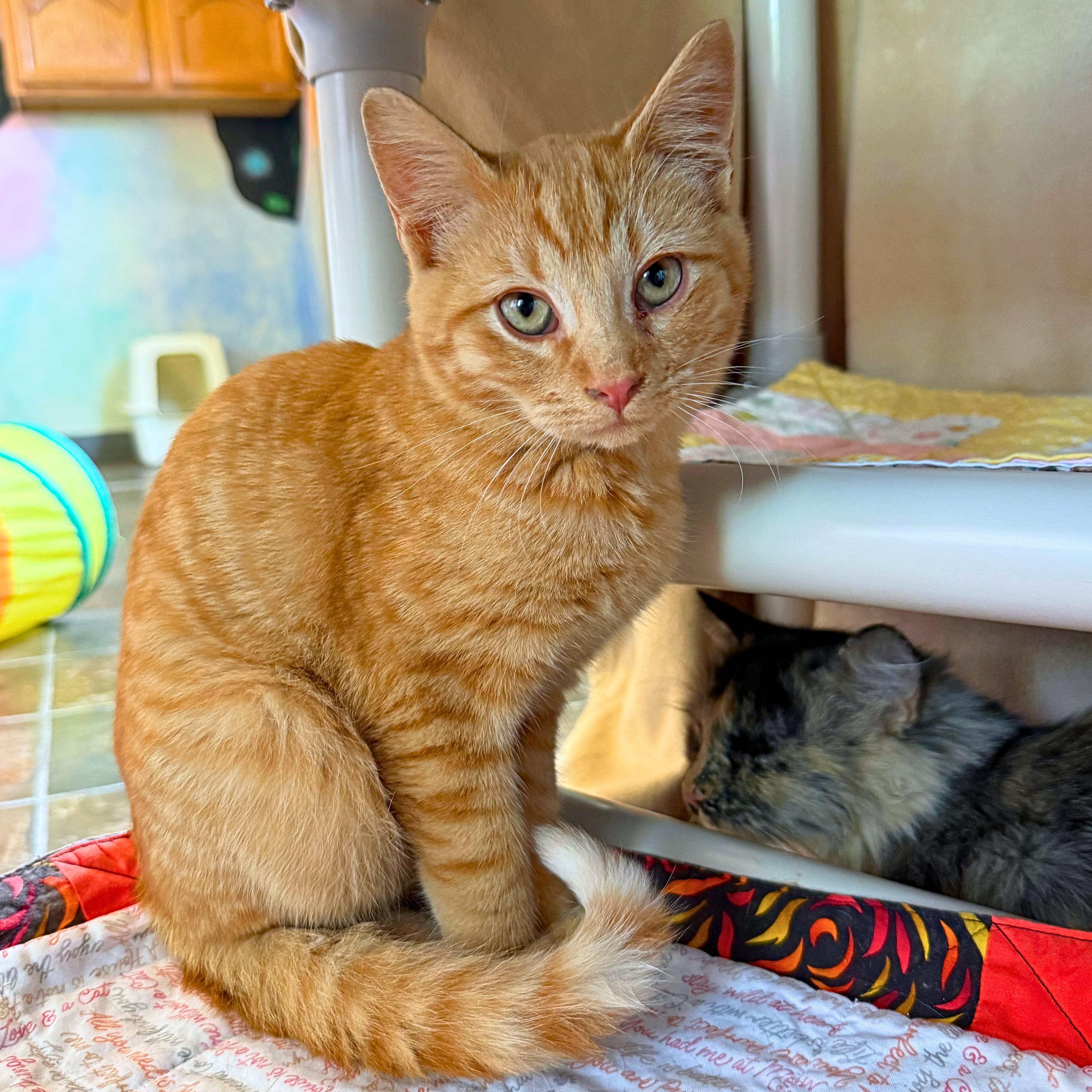 Enlarge Pocus, a Adoptable Domestic Short Hair in Ridgway, CO image 4/6