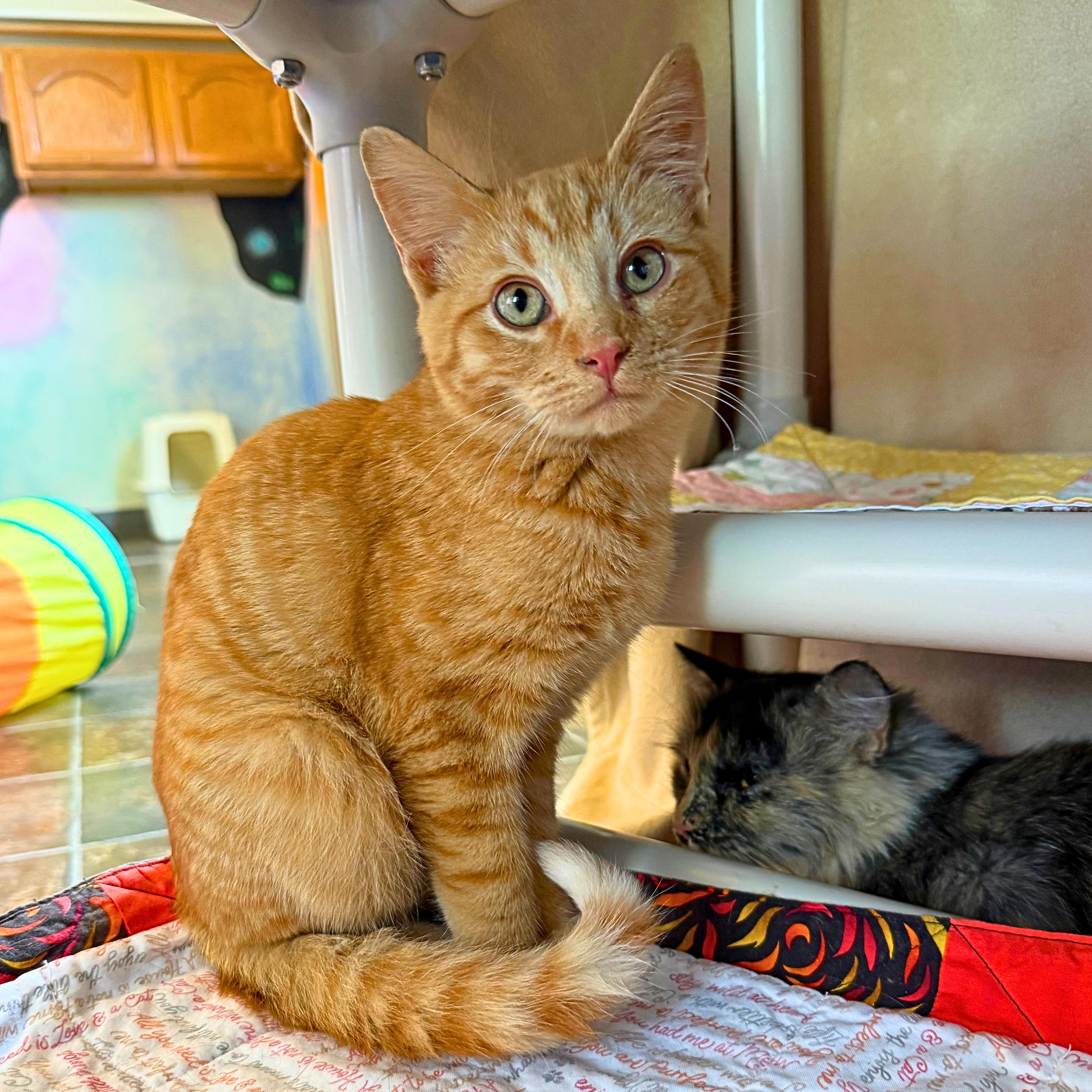 Pocus, Adoptable, Kitten Male Domestic Short Hair.