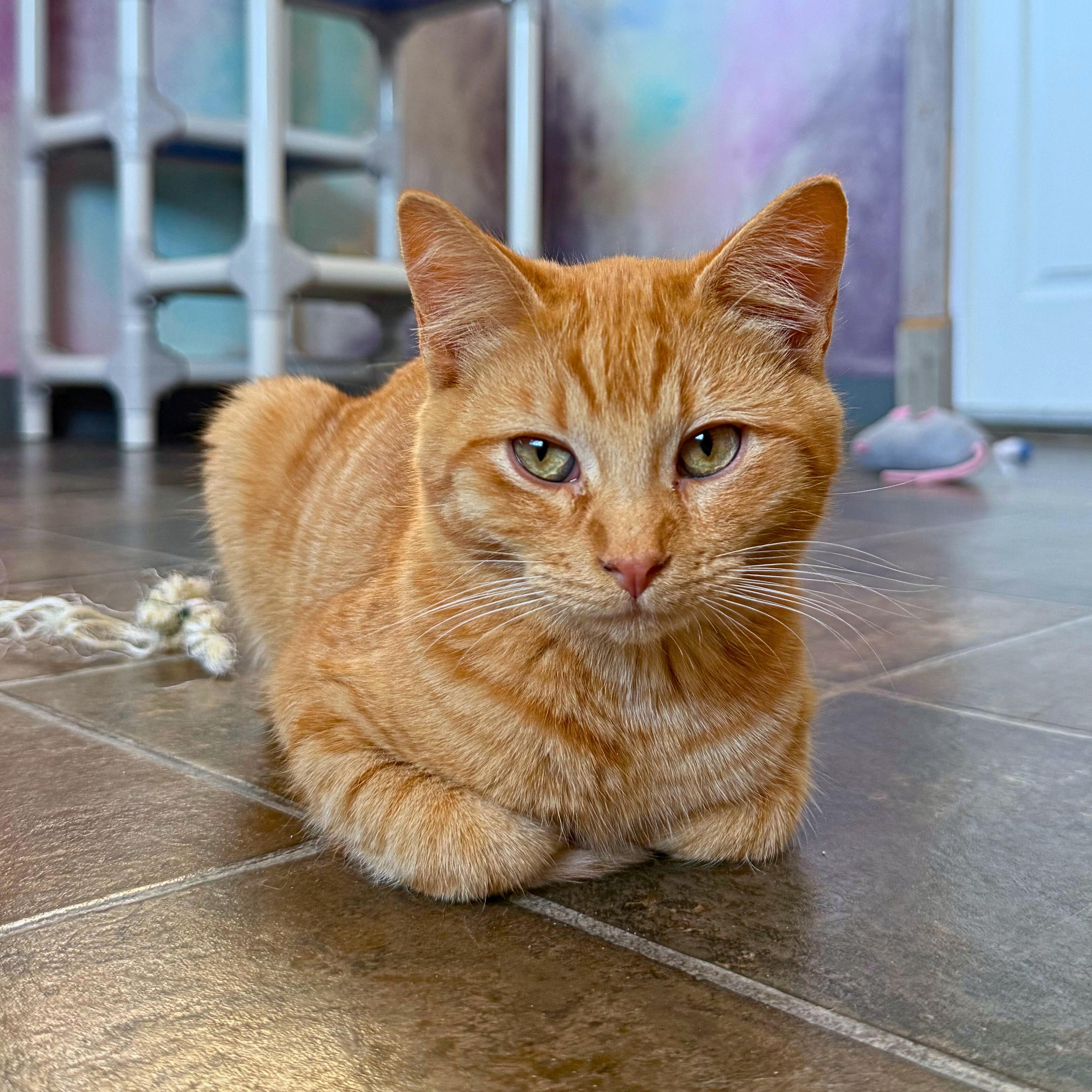 Pocus, Adoptable, Kitten Male Domestic Short Hair.