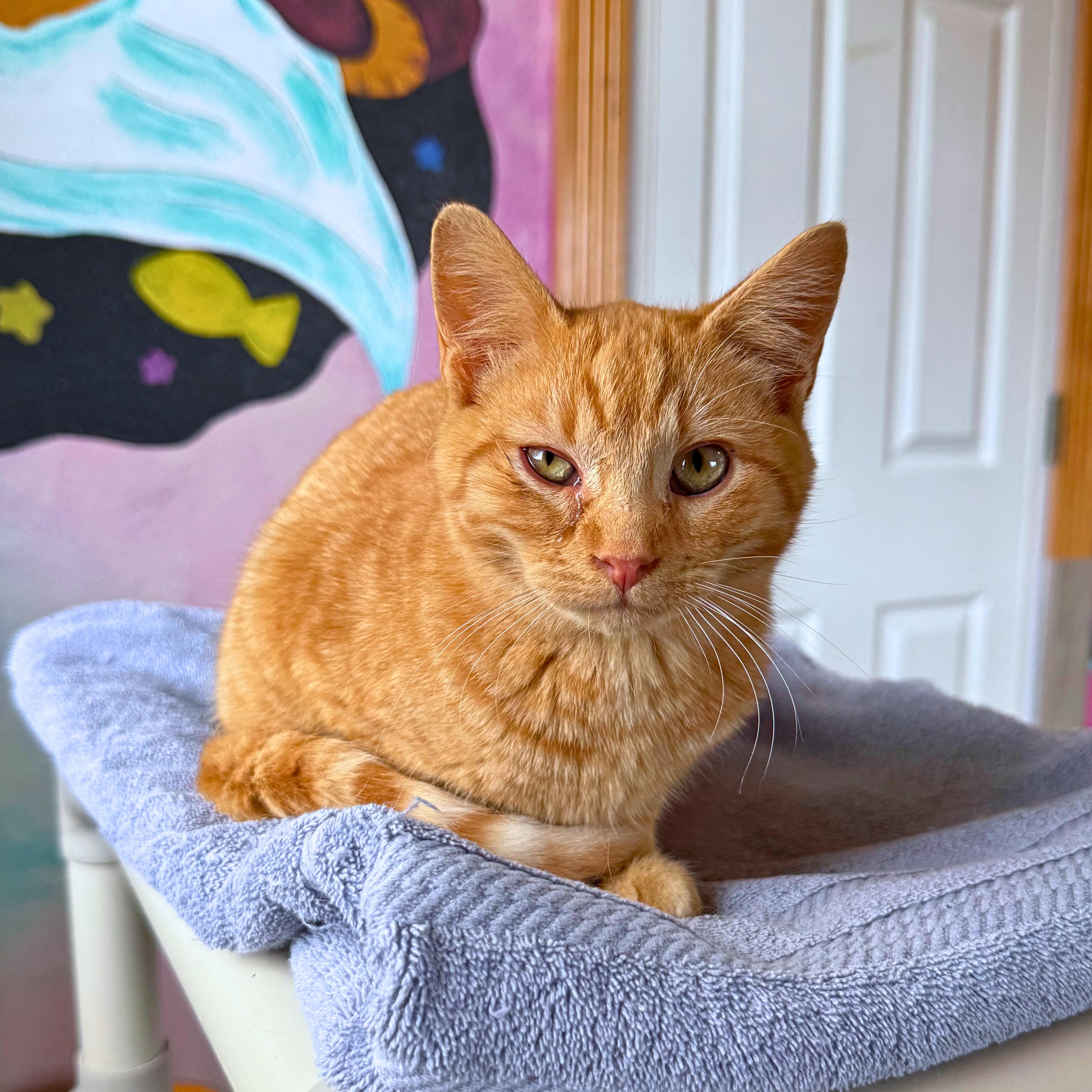 Enlarge Pocus, a Adoptable Domestic Short Hair in Ridgway, CO image 6/6