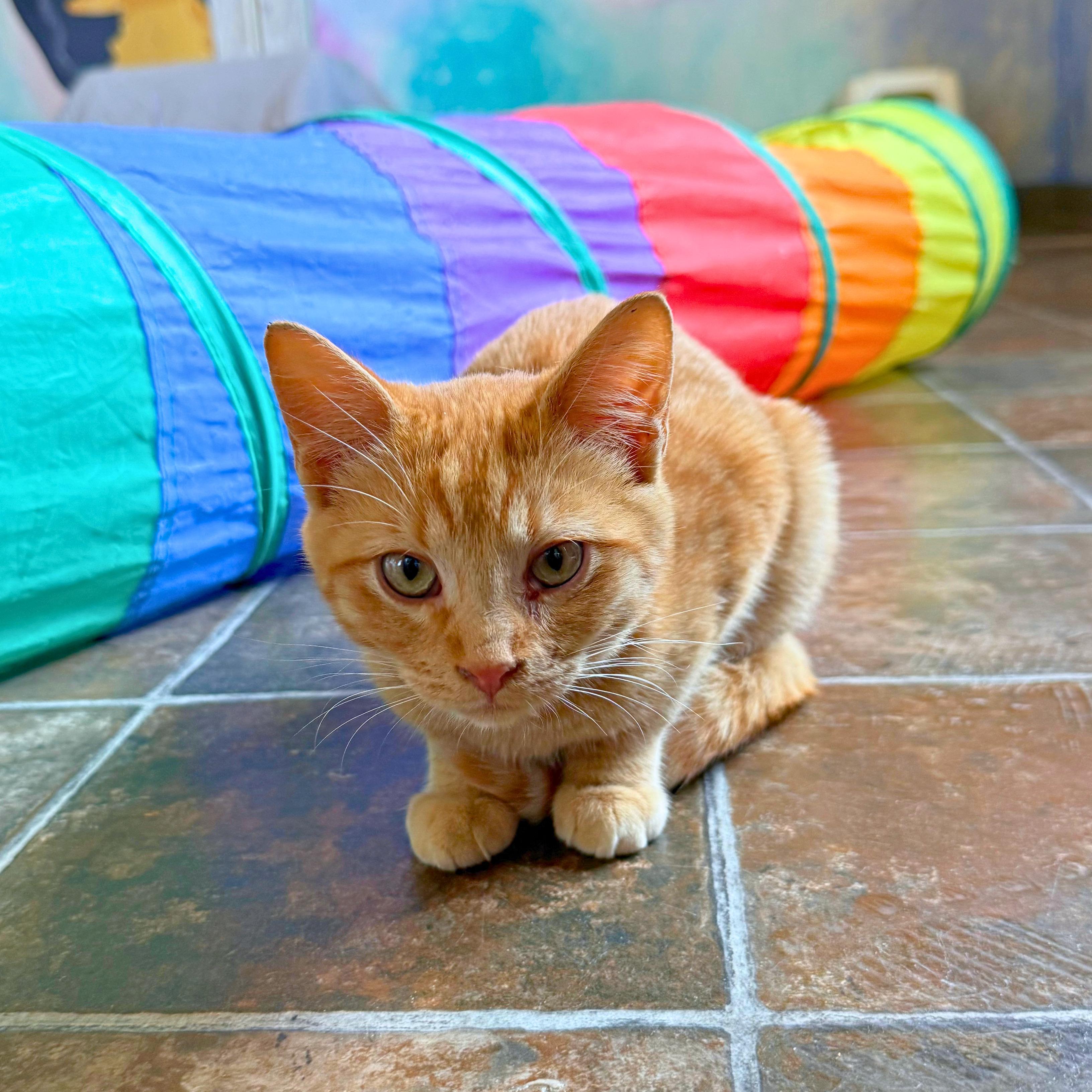 Enlarge Pocus, a Adoptable Domestic Short Hair in Ridgway, CO image 5/6