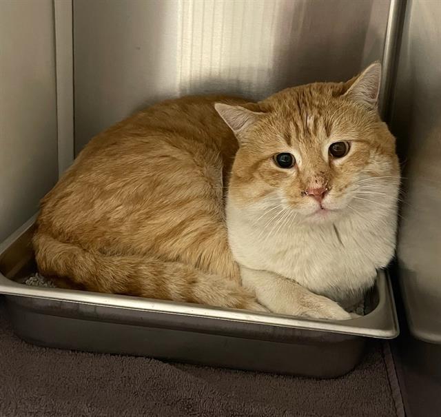 JACK, Adoptable, Adult Male Domestic Short Hair.