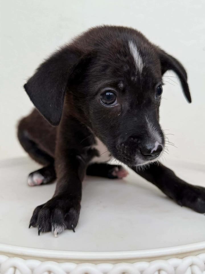 Licorice thumbnail 3