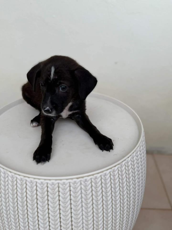 Licorice thumbnail 4