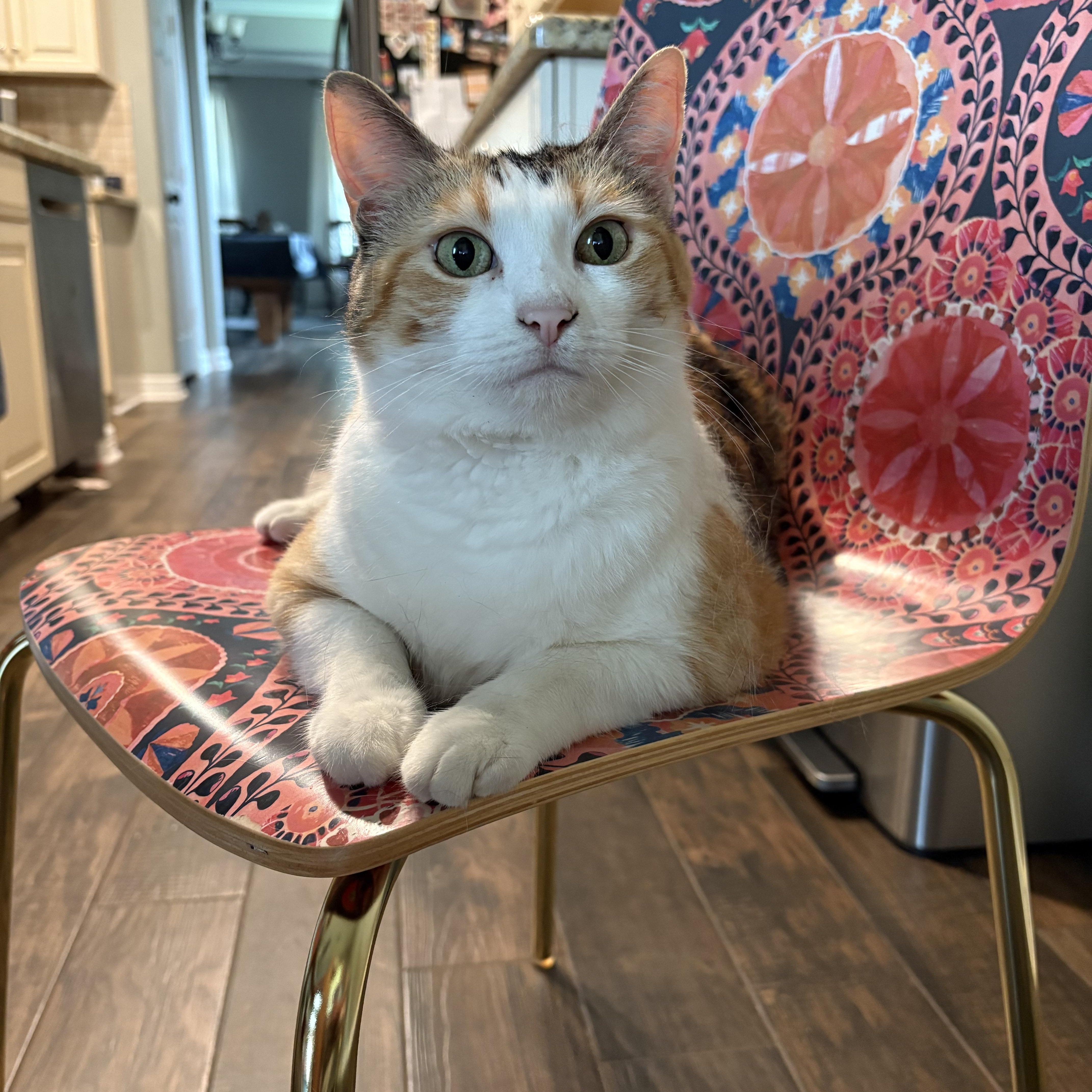 Lucy — thumbnail 3