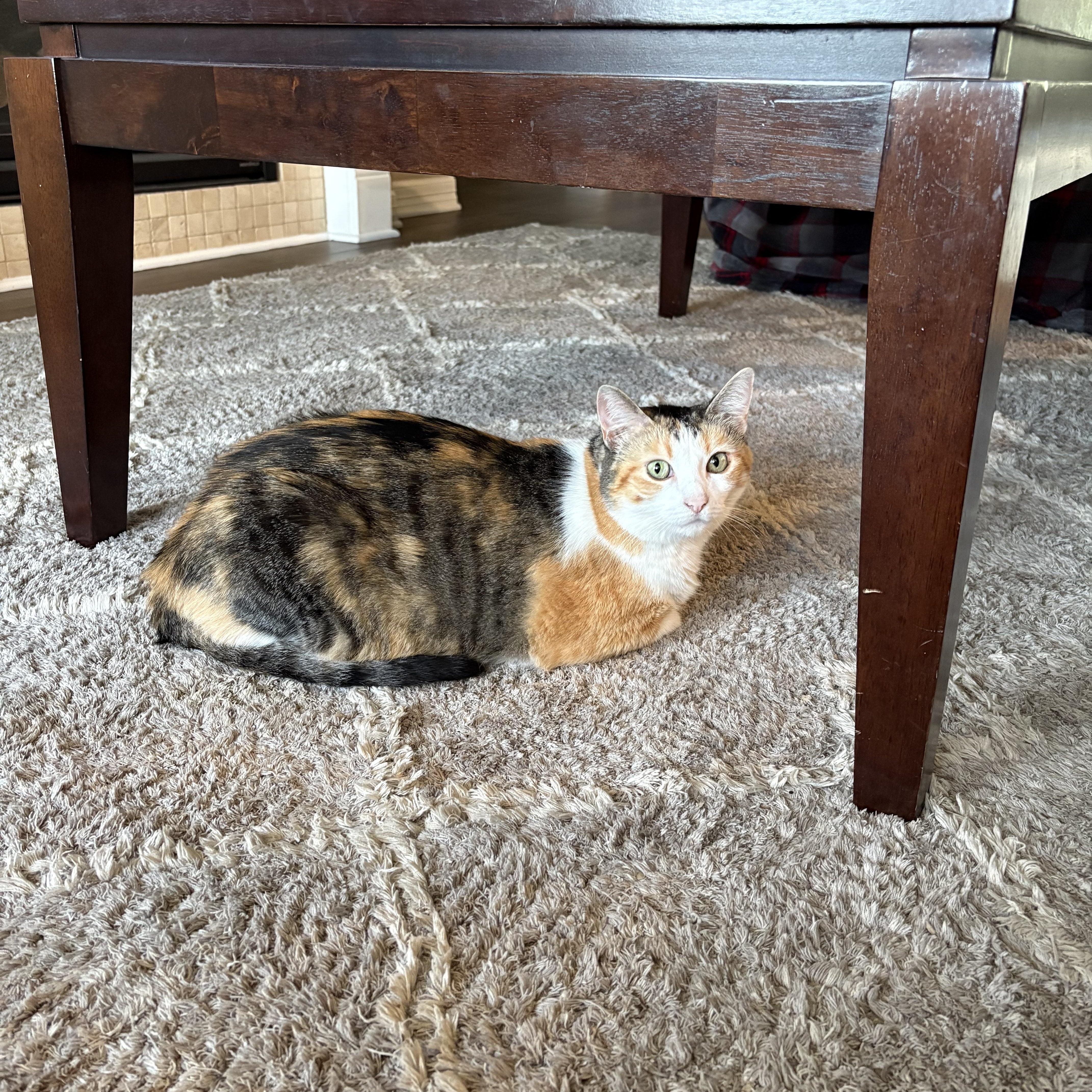 Lucy — thumbnail 4